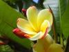 blooming beauty